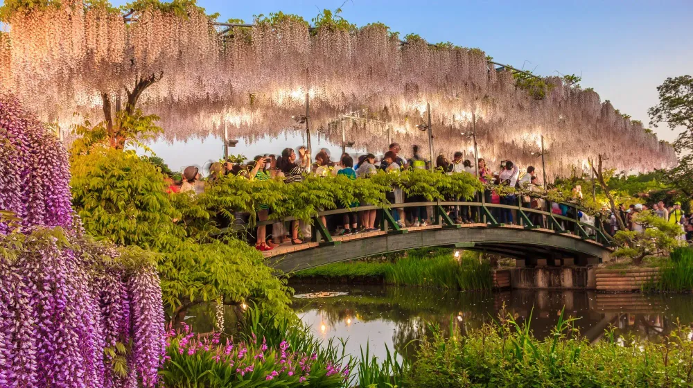 flower bridge tree tunnel cover